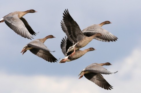 pink-footed-geese